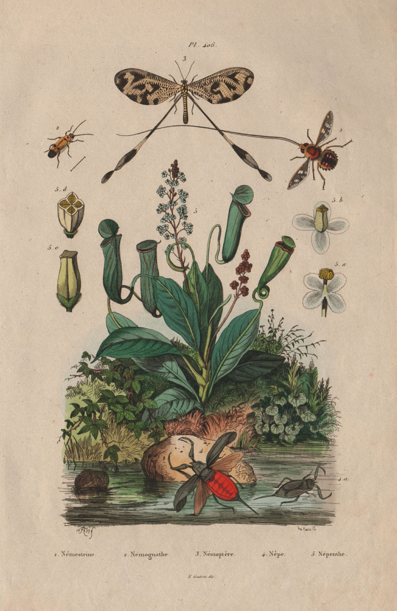 Tangle-veined fly. Spoonwing. Water scorpion. Tropical pitcher plant 1833